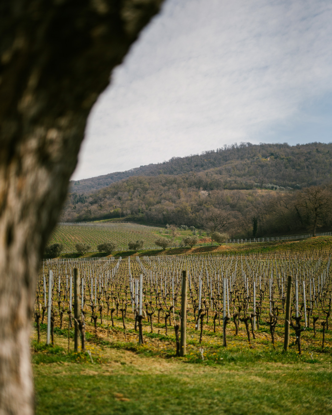 Bertani rolling vineyards